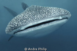 against the wall - encounter with the whaleshark by Andre Philip 